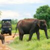 Udawalawe National Park